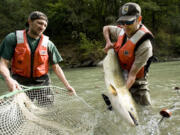 U.S. Fish and Wildlife Service workers pull a tule fall chinook salmon from a seine in the lower White Salmon River in September 2011.