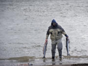 Sportsmen caught almost 20,000 spring chinook in 2015 from the lower Columbia River.