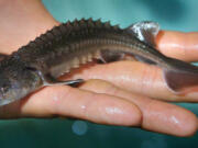 Production of young sturgeon in the lower Columbia River appears to be suffering.