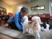 Sue Bohlmann plays with her dogs Gretel, a female Maltese papillon, and Mateo, a Havanese, at her home in Minnetonka, Minn.