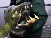 A fish biologist displays a bright spawning chum salmon male he has just tagged at Woods Landing just east of the Interstate 205 Bridge on the Columbia River.