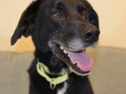 Parker is a sweet 4-year-old greyhound/Labrador mix.