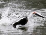 A sea lion kills a salmon downstream of Bonneville Dam in the Columbia River.