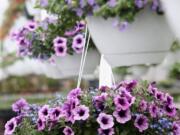 It can be hard to keep plants in hanging baskets thriving as the pots don't hold much water and hanging in the air causes them to dry out faster.