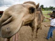 Curly the Camel is groomed by owner Jeff Siebert at his La Center area farm June 30, 2011.