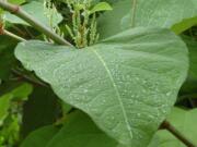 Japanese knotweed is an invasive species that thrives near water.