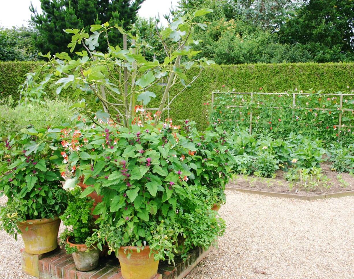 A mixed garden of flowers and edible plants can look as good as it tastes.