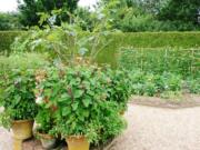 A mixed garden of flowers and edible plants can look as good as it tastes.