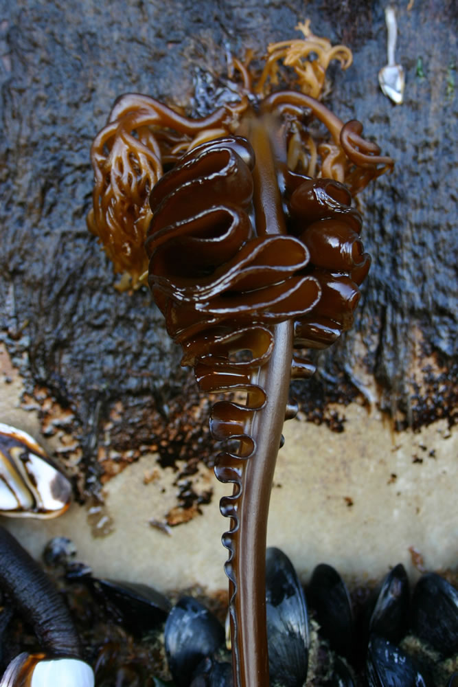 This photo, taken by the Oregon Park and Recreations Department Thursday, June 7, 2012, shows an invasive species commonly known as &quot;wakame&quot; attached to a dock float that washed up on Agate Beach Tuesday near Newport, Ore.