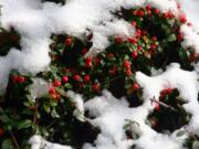 An undulating ground cover planting of Cotoneaster horizontalis takes on a festive persona after an early winter snowfall.