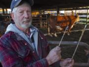 Rancher Bob Smith holds two pieces of an arrow that was shot into the cow standing at right last Sunday night.