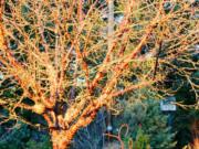 Prunus serrula, also known as Paperbark Cherry or Tibetan Cherry, glows in the light of the midwinter sun.