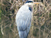 Hosman snapped this photo of a great blue heron at the National Wildlife Refuge in Ridgefield.