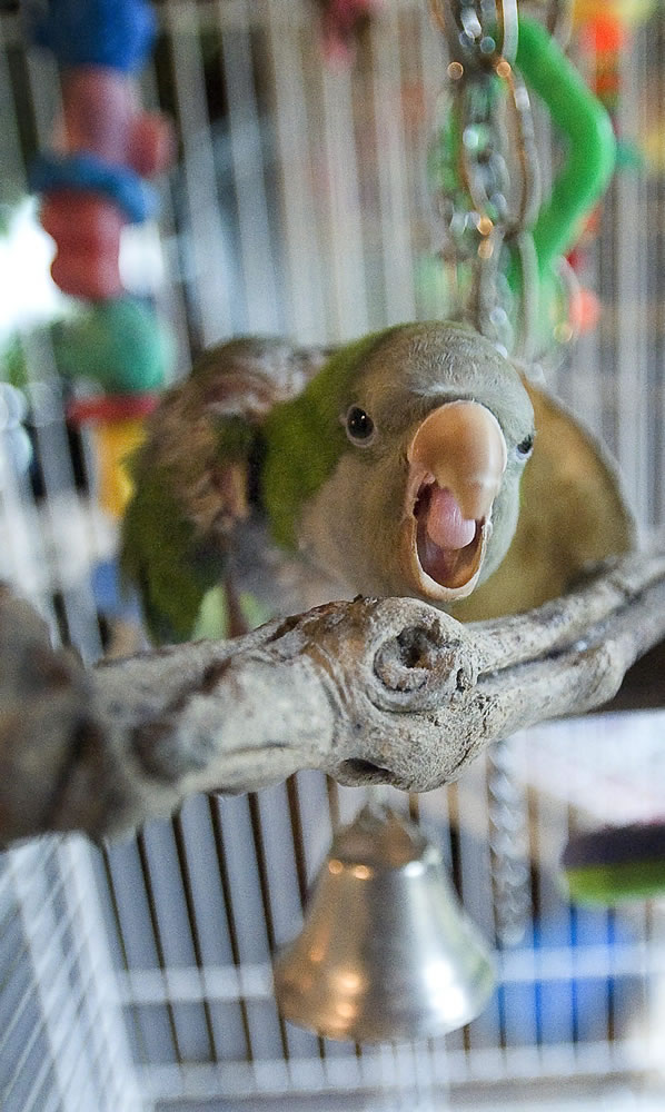 Doc the parrot prepares to protect his &quot;baby bell.&quot; Doc's owner, Brenda Wilson, said she learned soon after rescuing Doc to respect his bell, which is his security blanket.