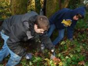 Southcliff: Phillip Andrews, left, and Justin Beck, students at Vancouver Christian High School, pull English ivy in Blanford Canyon in South Cliff Park.