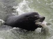 In this April 12, 2007 photo, a sea lion catches an endangered Chinook salmon migrating up the Columbia River just below the spillway at Bonneville Dam