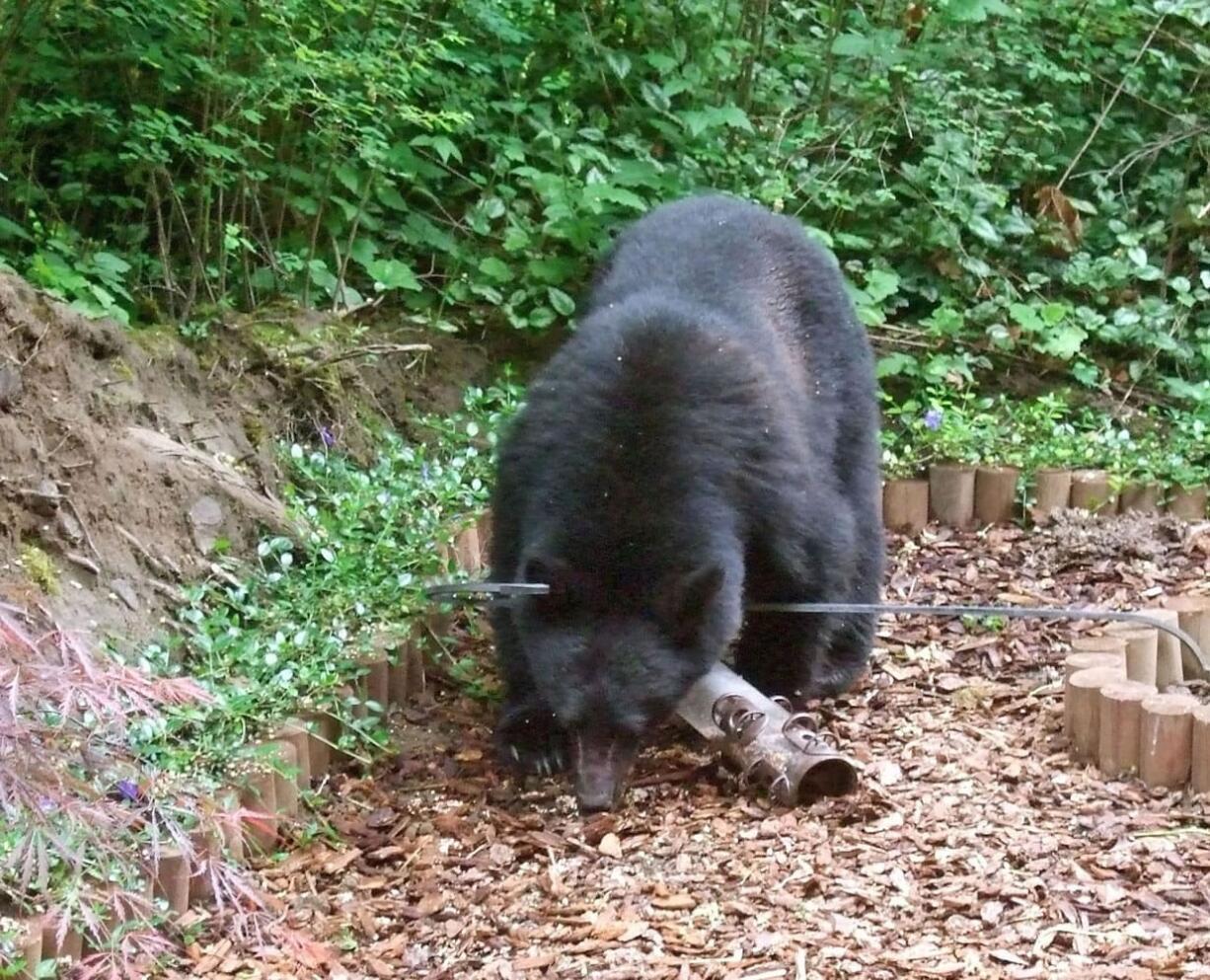 This black bear took a liking to a bird feeder Sunday evening at the Fisher's Landing residence of Todd Hemphill and Leslie McMillan.