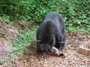 This black bear took a liking to a bird feeder Sunday evening at the Fisher's Landing residence of Todd Hemphill and Leslie McMillan.