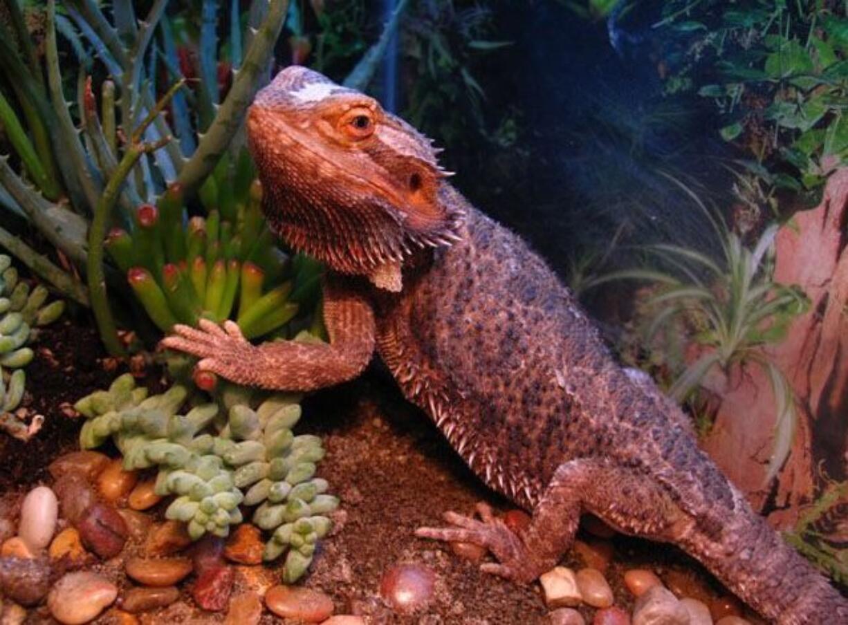 Bearded dragon