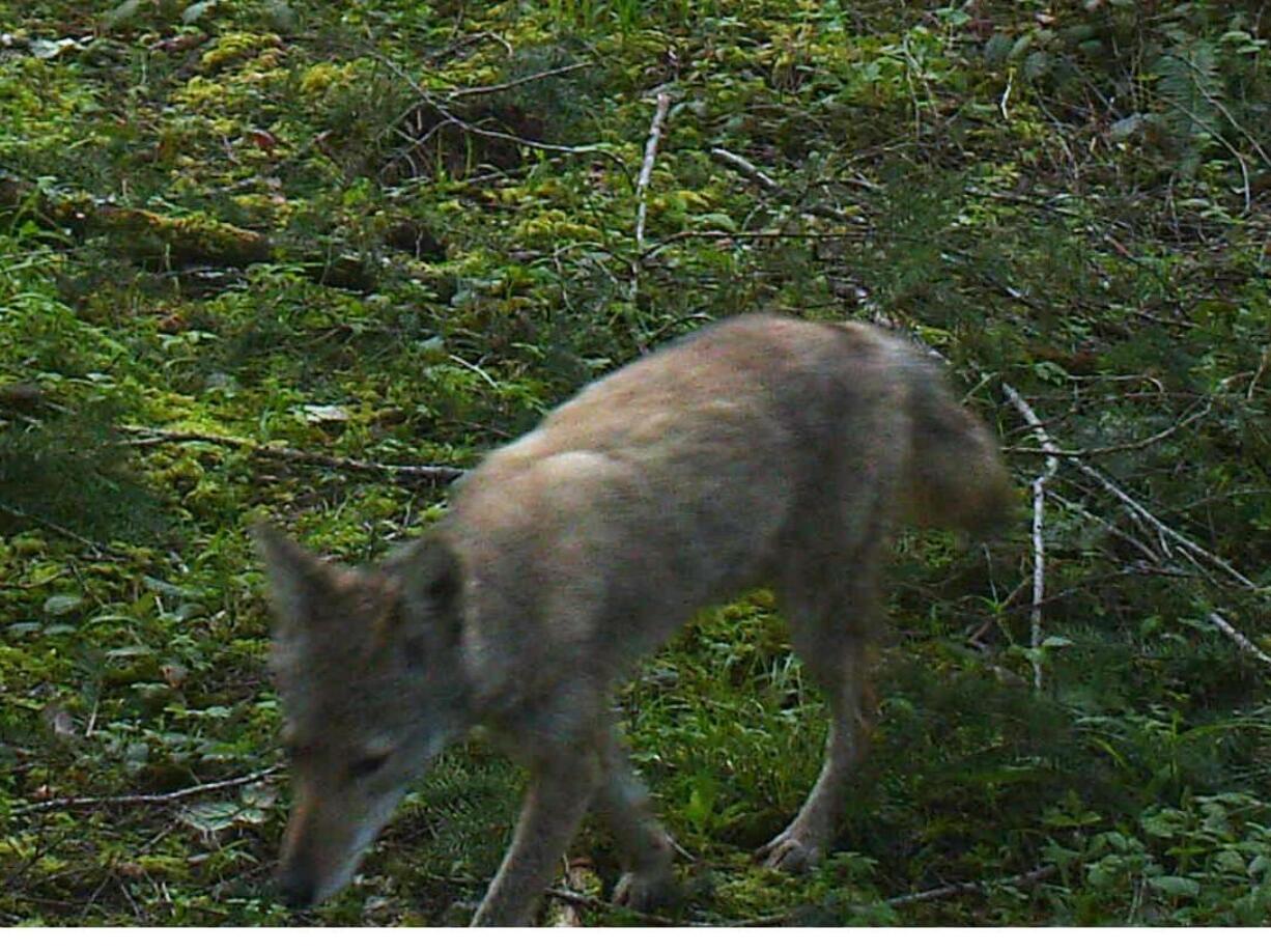 A coyote prowls near a Battle Ground home.