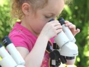 Old Evergreen Highway: Mersedes Mendez checks out some microscopic critters during Columbia Springs' Family Field Trip Day.