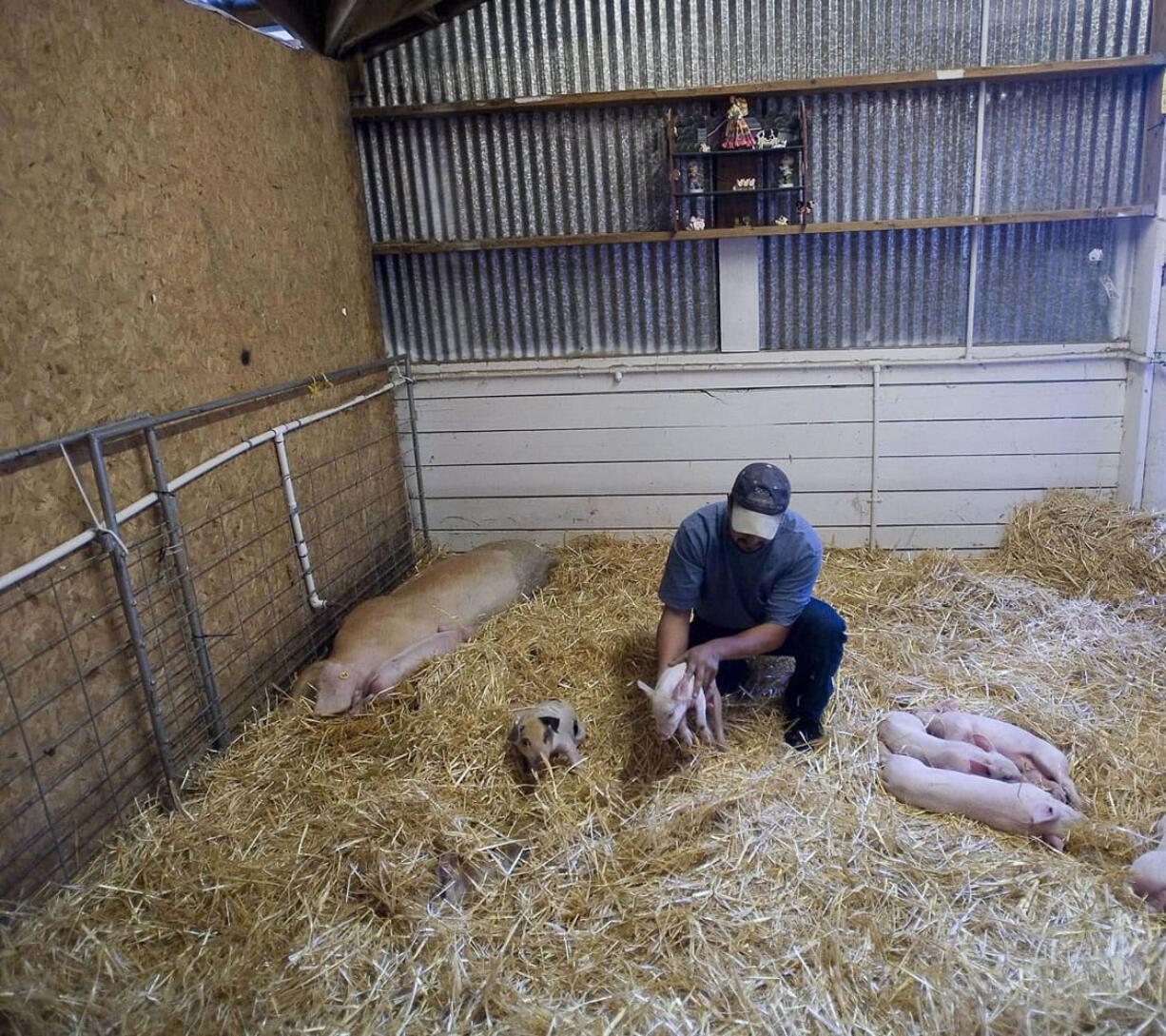 Jose Rodriguez, owner of Spanish Sunrise Dairy, inspects the runt from the first litter produced by his year-old pig Dottie.