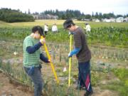 Hazel Dell:  Rafael Perez-Mercado, 10, on left, and Carlos Perez-Mercado, 13, hoe onions in the Churches in Partnership Community Garden at the 78th Street Heritage Farm.