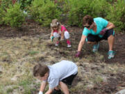 Fircrest: Volunteers Dylan Knox, 3,  front, and Morgan Knox, 5, left, weed at the Firstenburg Community Center with their mom, Laura Knox.