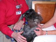 Peter Christensen and his miniature schnauzer, Mukaluka Dirtypaws, visit the waiting room at Legacy Salmon Creek Medical Center as part of the Delta Society Pet Partners program.