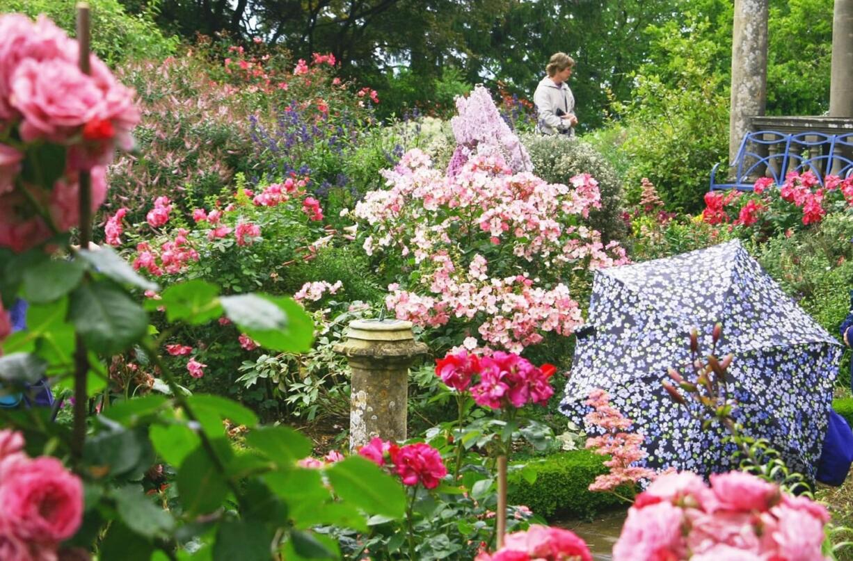 The courtyard planting at Kiftsgate Court in England epitomizes the ideal of the landscape rose garden.