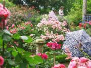 The courtyard planting at Kiftsgate Court in England epitomizes the ideal of the landscape rose garden.