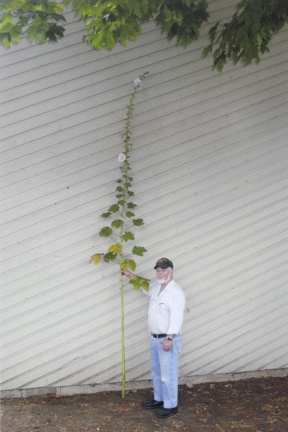 Jim Sanborn shows off the nearly 13-foot hollyhock he grew.