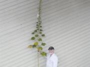 Jim Sanborn shows off the nearly 13-foot hollyhock he grew.