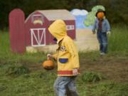 Branden Faline of Yacolt searches for the perfect pumpkin at Pomeroy Farm in 2010.