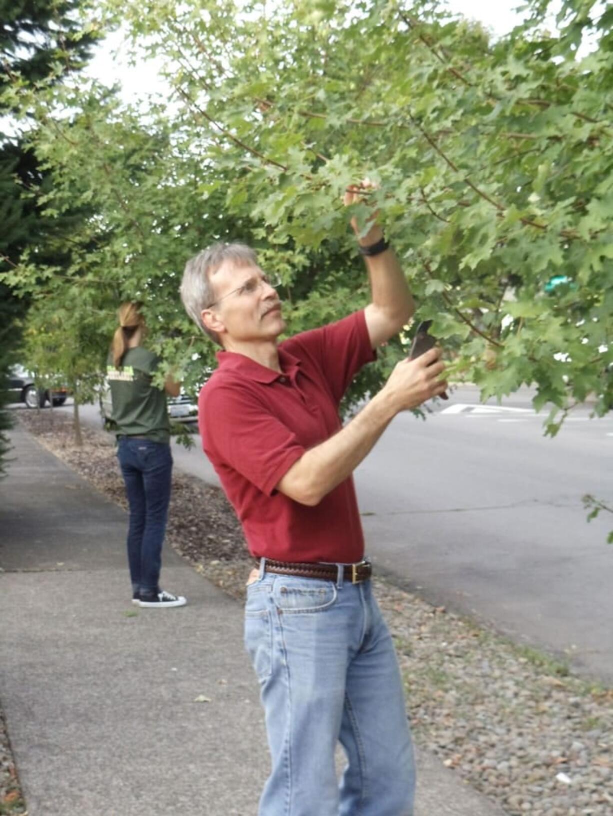 Volunteers Ken Andrews, front, and Susie Peterson prune young street trees during a TreeTalk pruning workshop Sept.