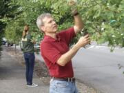 Volunteers Ken Andrews, front, and Susie Peterson prune young street trees during a TreeTalk pruning workshop Sept.