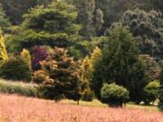 Shorter days and chilly nights influence conifers and ornamental grasses to take on the heightened hues of the autumn season.