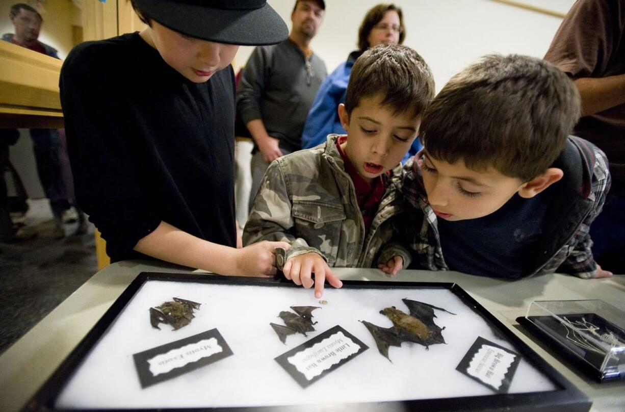 The Rogers brothers, from left, Michael, 10, Joseph, 6, and Charles, 8, from Cub Scout Pack 422, look at bat specimens at a bat and owl workshop for kids and parents Wednesday.