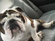 Cowlitz County Sheriff's Office deputies on Tuesday arrested two individuals in connection with a theft and extortion case involving a Woodland woman's English bulldog, Jaggar. The dog was reported missing on Oct. 4. Jaggar was found dead in Kelso on Oct.