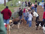 Canines and humans survey Dogtoberfest's scene Saturday morning at the Ross Off-Leash Dog Recreation Area in Vancouver.