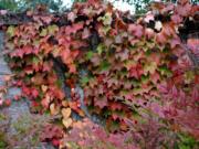 Climbing deciduous vines make a complex, colorful display of autumn foliage on Northeast Ward Road.