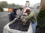 Miguel Serrano, left, and Edgar Ramos load San Giovese grapes Friday onto the conveyer belt that leads to the crusher at Bethany Vineyard in Ridgefield.