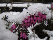 Snow fell March 1 on some already-blooming flowers east of Battle Ground.