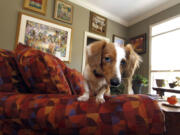 Harold Corbin's dog Macey, above, sits on a couch surrounded by some of Corbin's art collection in his Madison, Miss., home. Corbin developed an interest in art while in college.