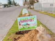 Friends of Trees signs accompany newly planted saplings from last season in the Rose Village neighborhood.