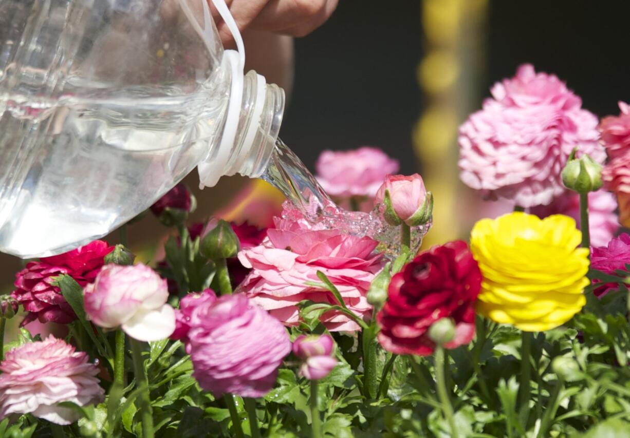 Renee Flick of Cascade Greenhouse waters ranunculus at the Vancouver Farmers Market.