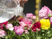 Renee Flick of Cascade Greenhouse waters ranunculus at the Vancouver Farmers Market.