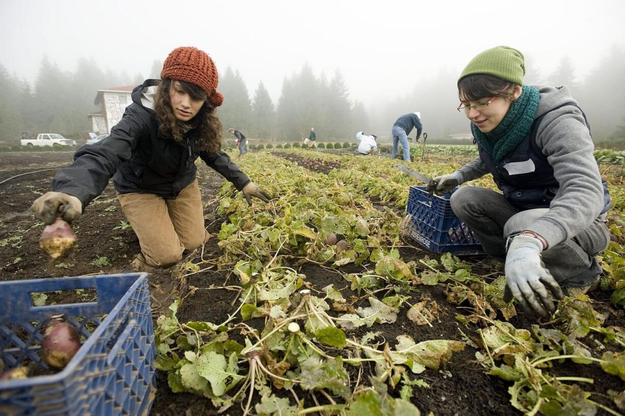 VISTA volunteer Kim Hack, left, and volunteer gleaner Robin Koch pick rutabagas at Purple Rain Vineyard earlier this month.