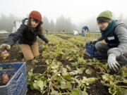 VISTA volunteer Kim Hack, left, and volunteer gleaner Robin Koch pick rutabagas at Purple Rain Vineyard earlier this month.