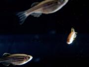 Zachary Kaufman/The Columbian
Zebrafish used in a study by Cynthia Cooper, assistant professor of molecular genetics at Washington State University Vancouver. Cooper studies their pigmentation at WSU Vancouver to find clues for a cure to skin cancer.